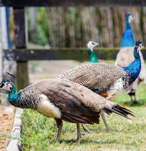 Flat 103 Villa Hipica Gravata エクステリア 写真
